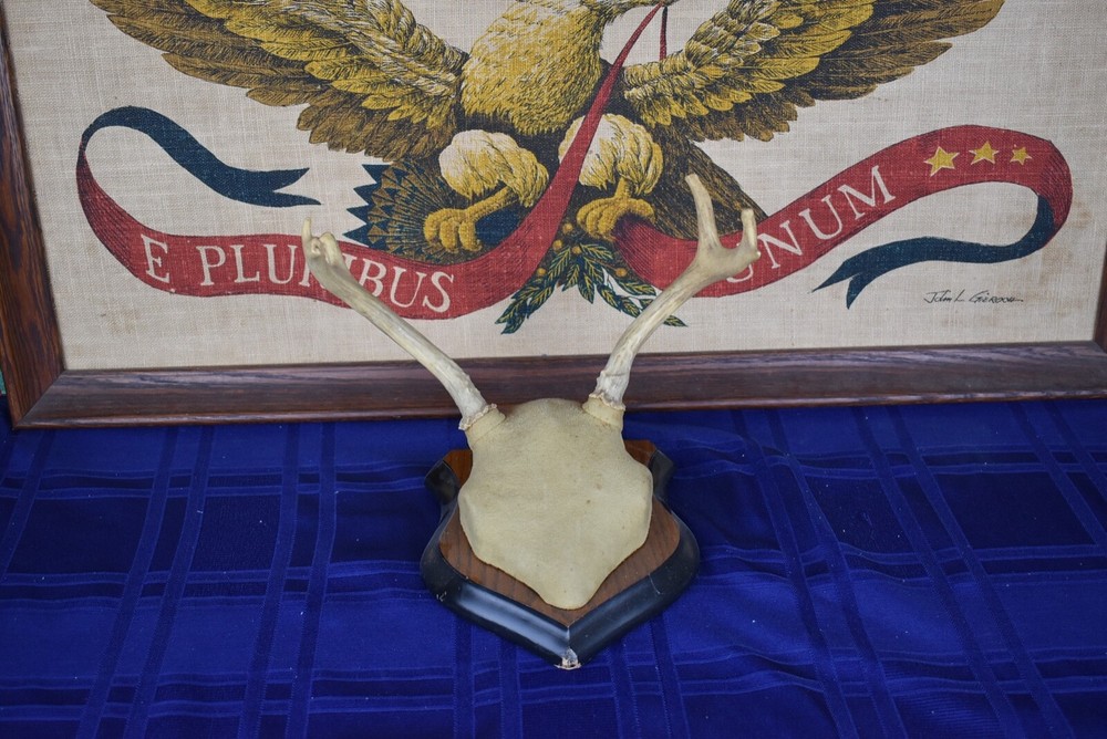 Plaque Mounted Antlers