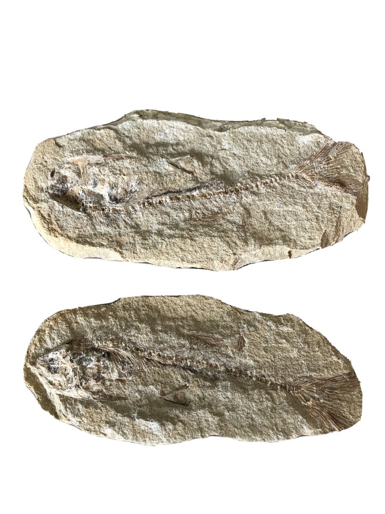 Fossil Fish Two Pieces 10.5" HEAVY