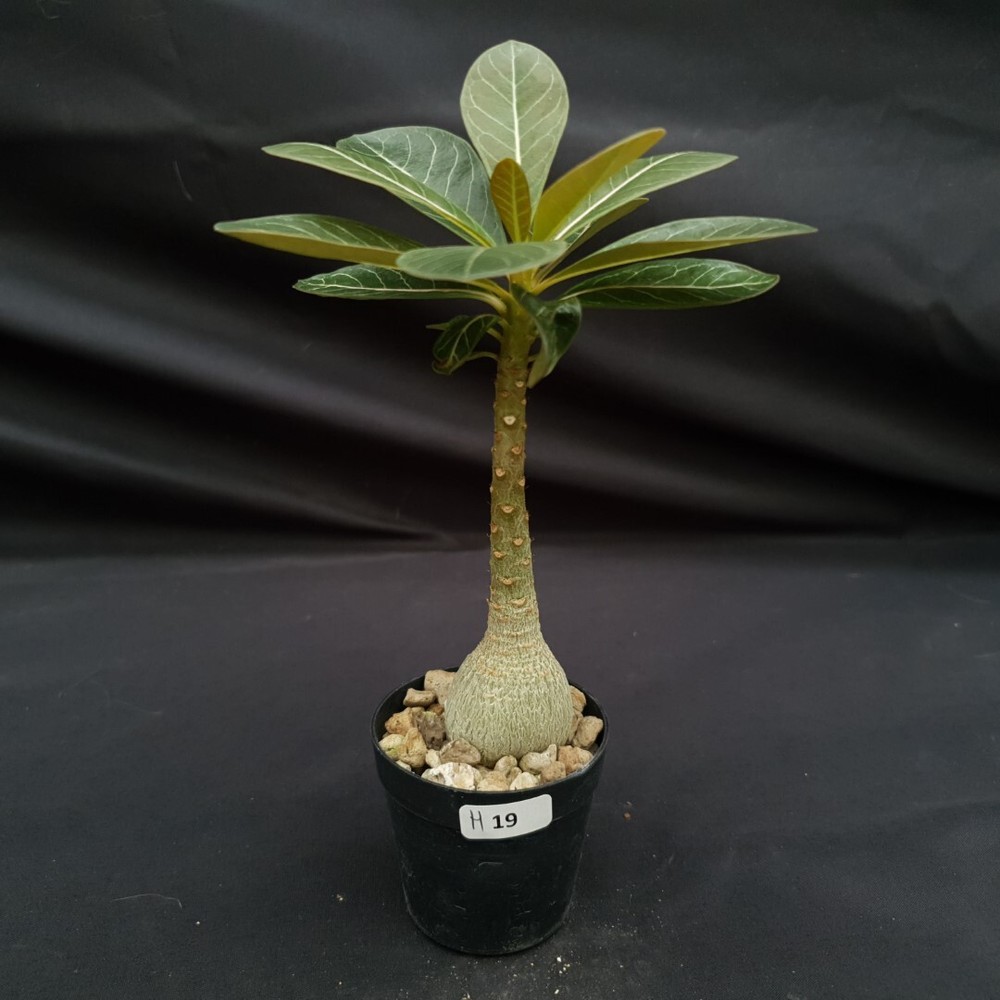 H19: Adenium socotranum
