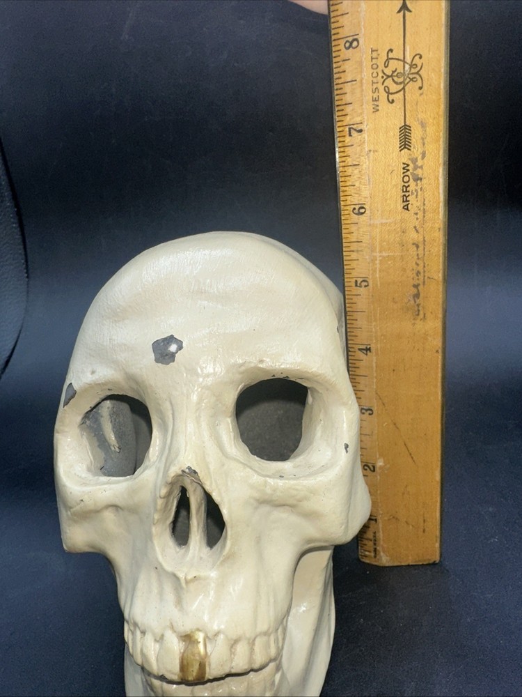 Painted cast Metal Skull