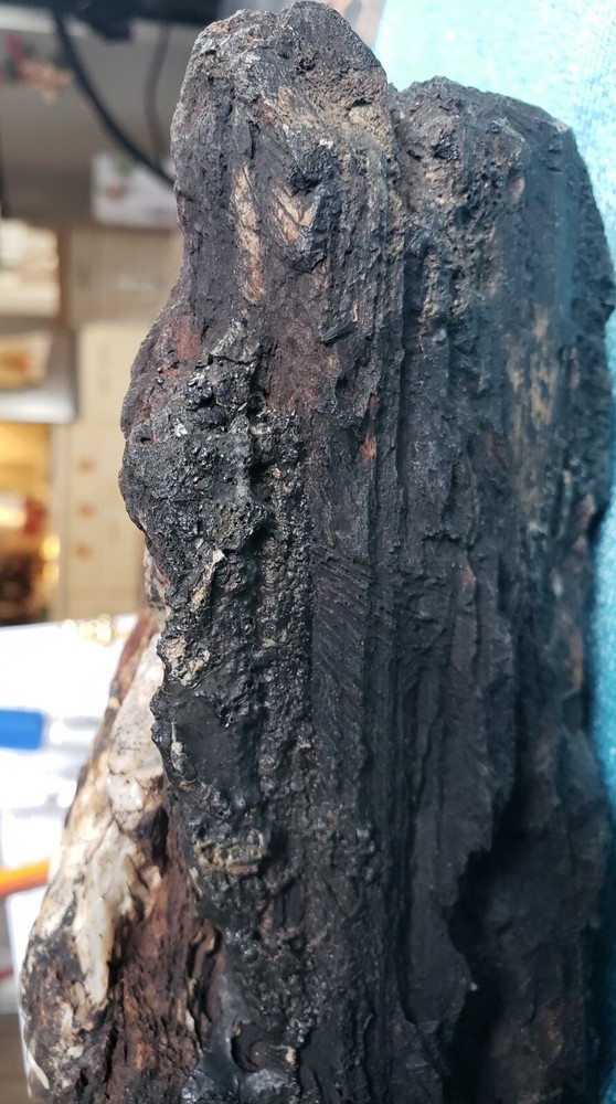 Agatized Opalized Petrified Oregon Fire-scorched Driftwood