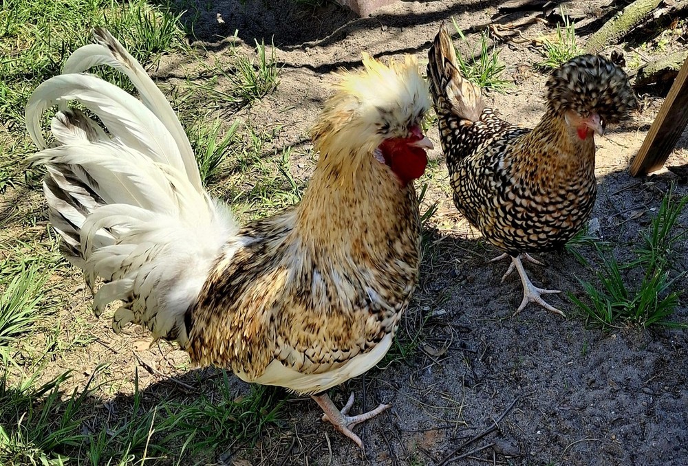 6 Candy Corn Polish Chicken Hatching Eggs *NPIP & AI CLEAN*