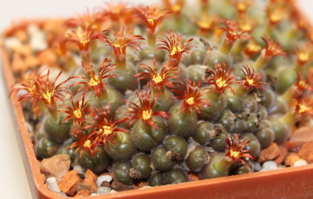 Conophytum stephanii helmutii seeds 20 pcs
