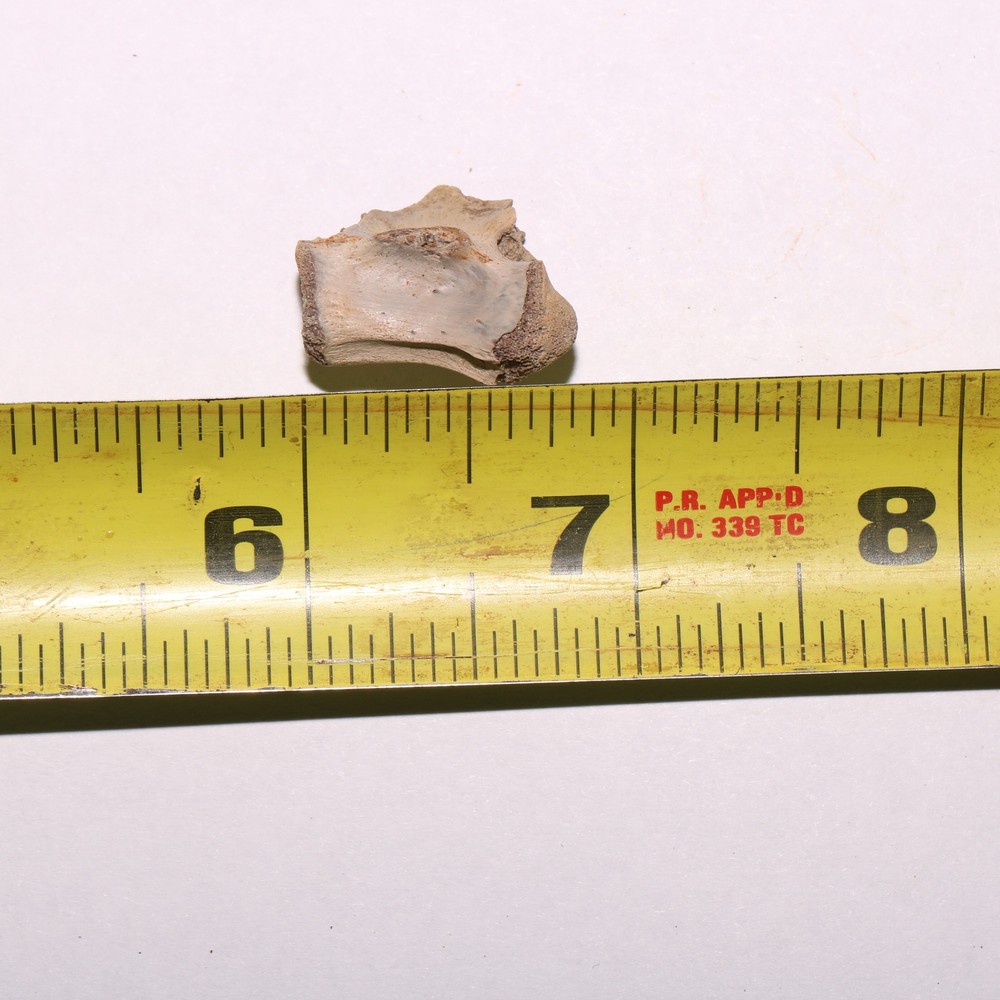 Reptile Vertebra with Processes DINOSAUR AGED - Cretaceous Hell Creek Formation