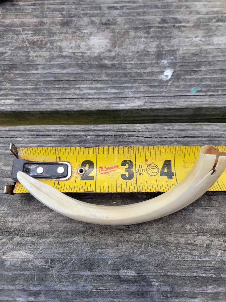 Boar Hog Tusk Cutter Ivory