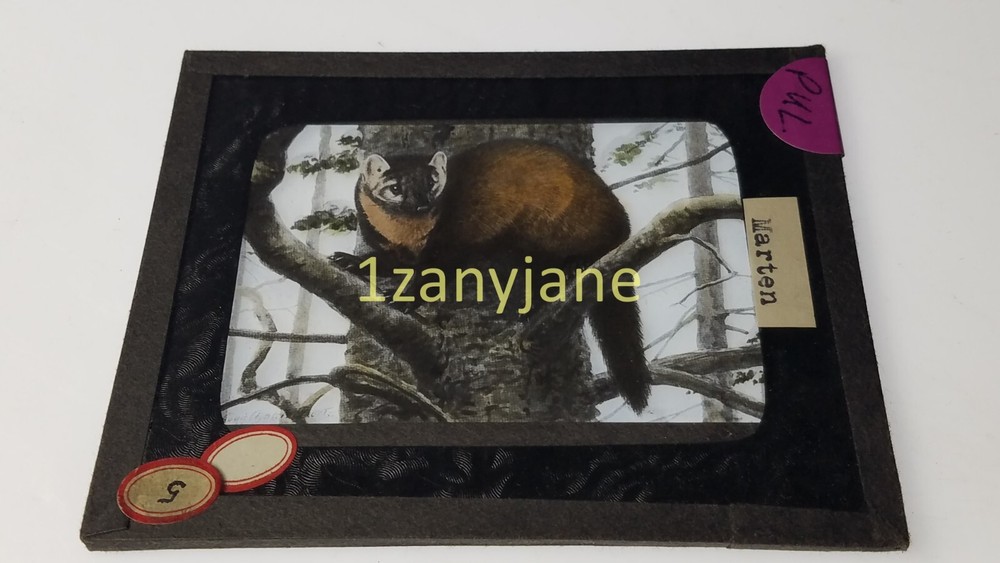 PUL HISTORIC Magic Lantern GLASS Slide 5 MARTEN