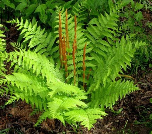 Osmunda cinnamomea (Cinnamon fern) | Bare- root