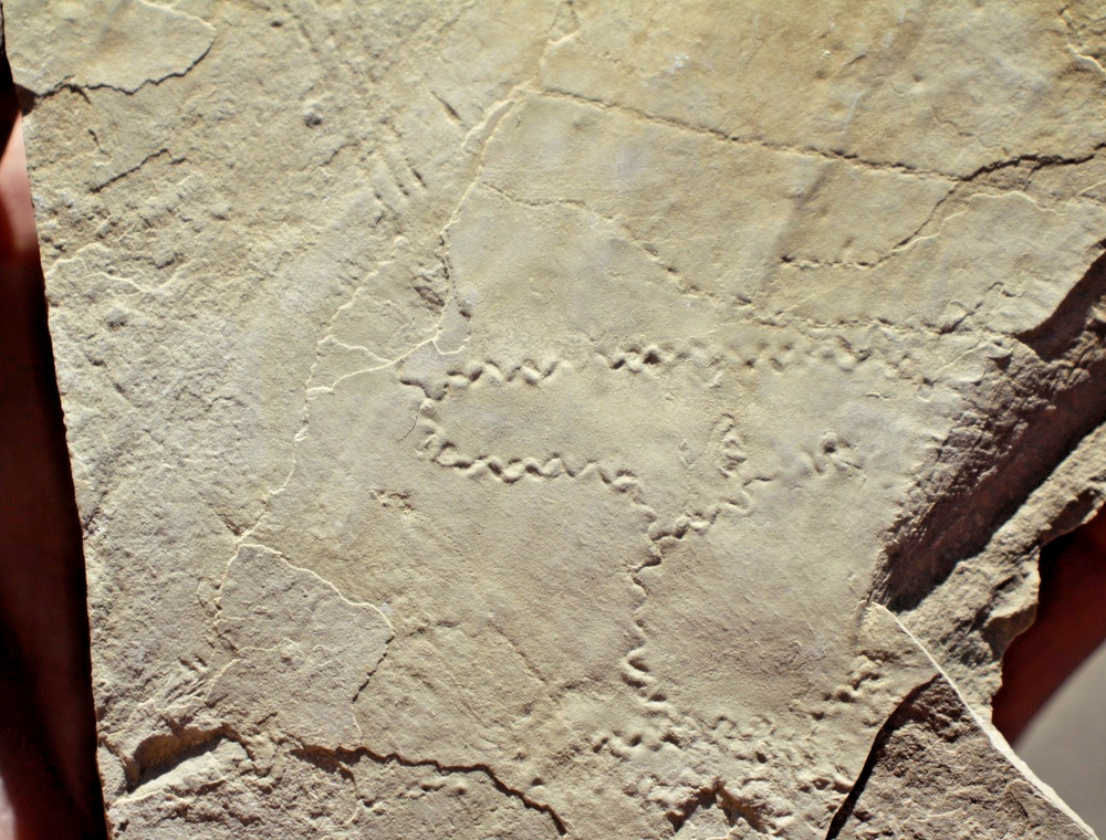 Fossil Nematode (Cochlichnus) Tracks • Eocene Age • 50 MYO