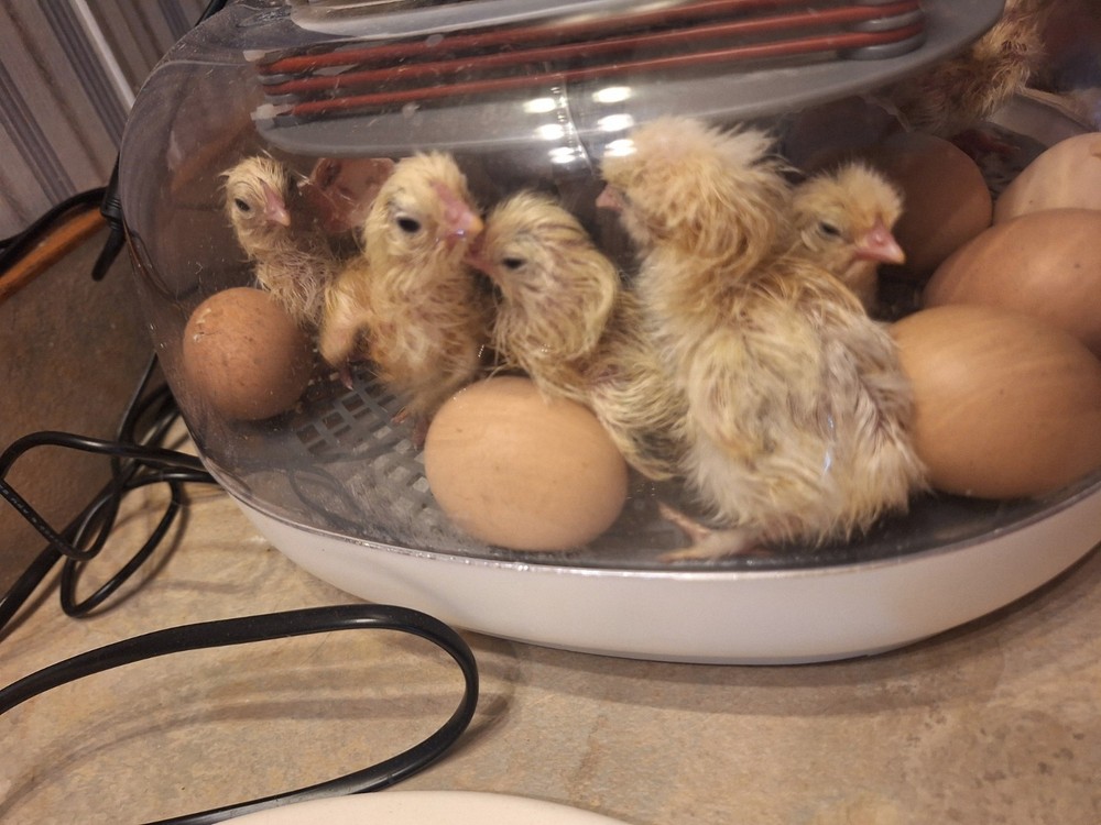 6 BRAHMA Chicken Hatching Eggs mixed buff and white