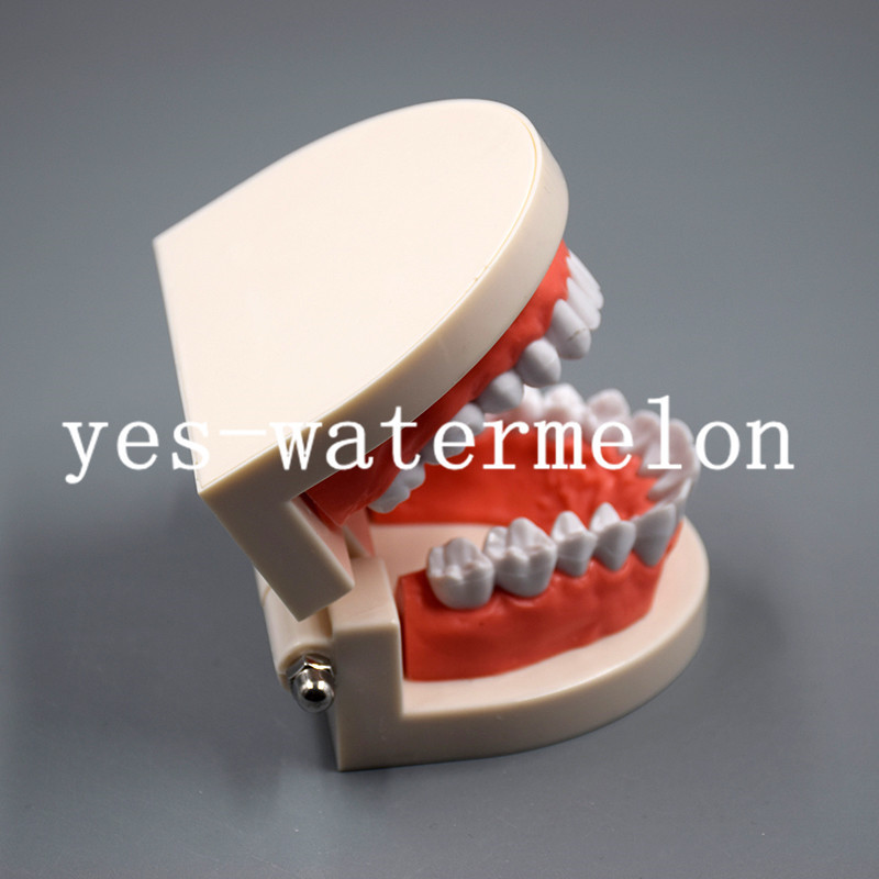 Dental Teaching Study Adult Standard Typodont Demonstration Tooth Teeth Model