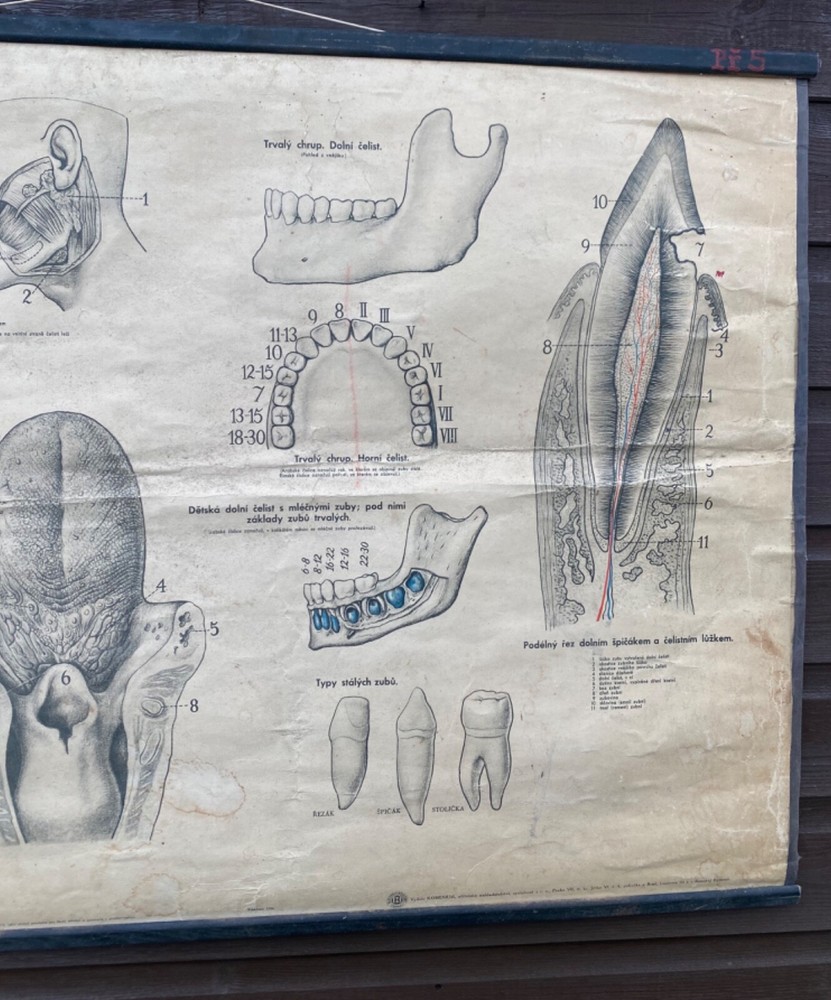 Original 1950s anatomical school chart human teeth & digestive system