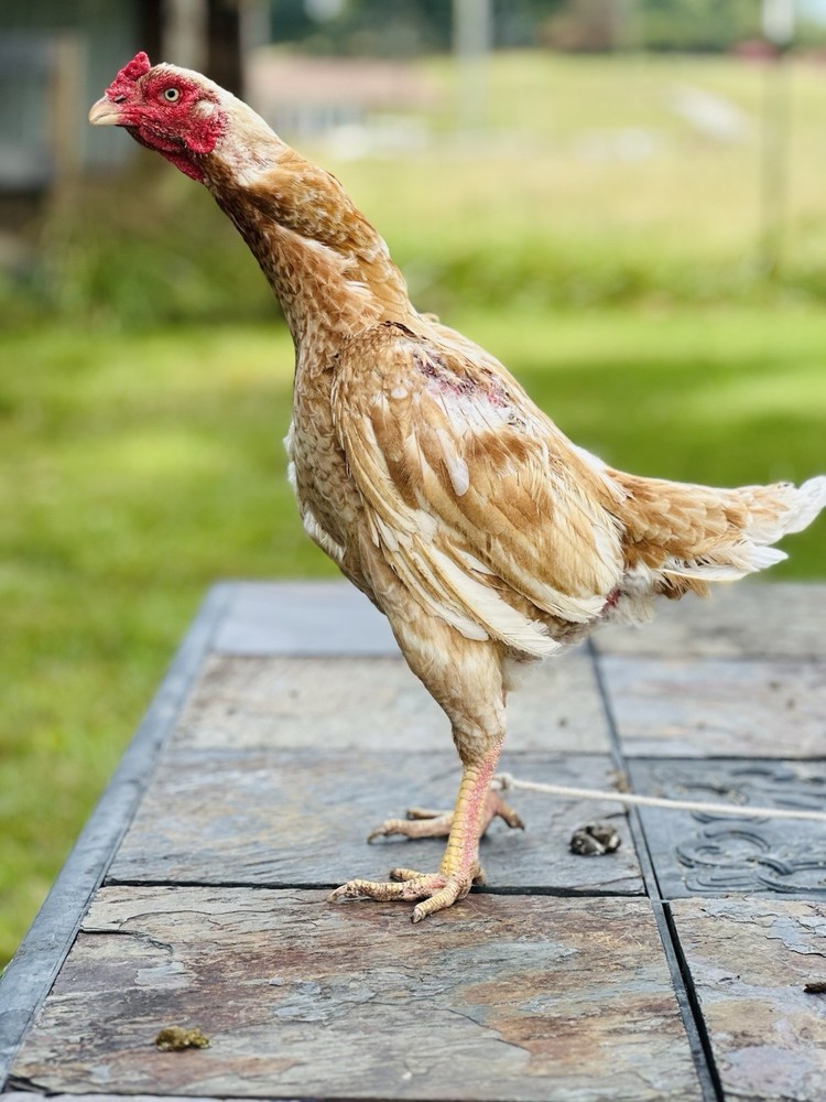 Thai Chicken Hatching eggs