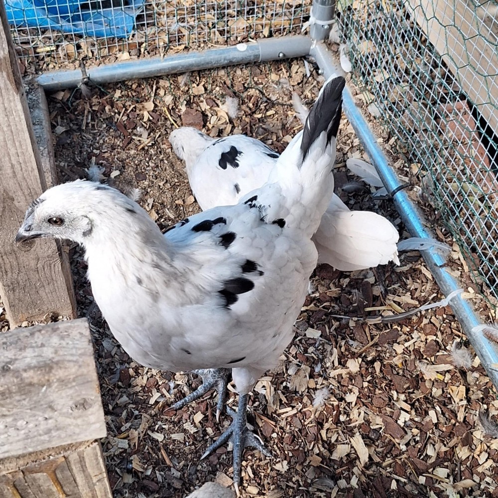 F2 Zombie Hatching Eggs (6) NPIP Certified