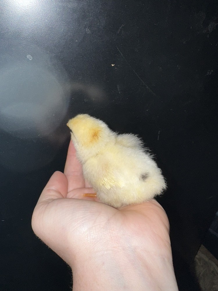 10 “Who’s Your Daddy?” RAINBOW Hatching Chicken Eggs 🤍🌈