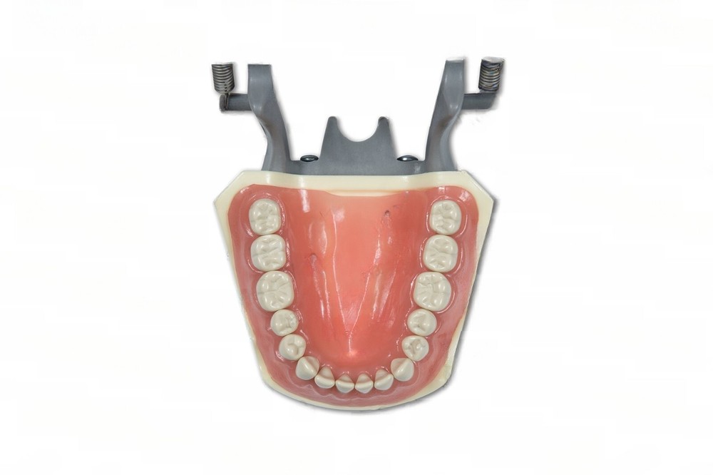 Dental Typodont Model 860 compatible with Columbia brand teeth