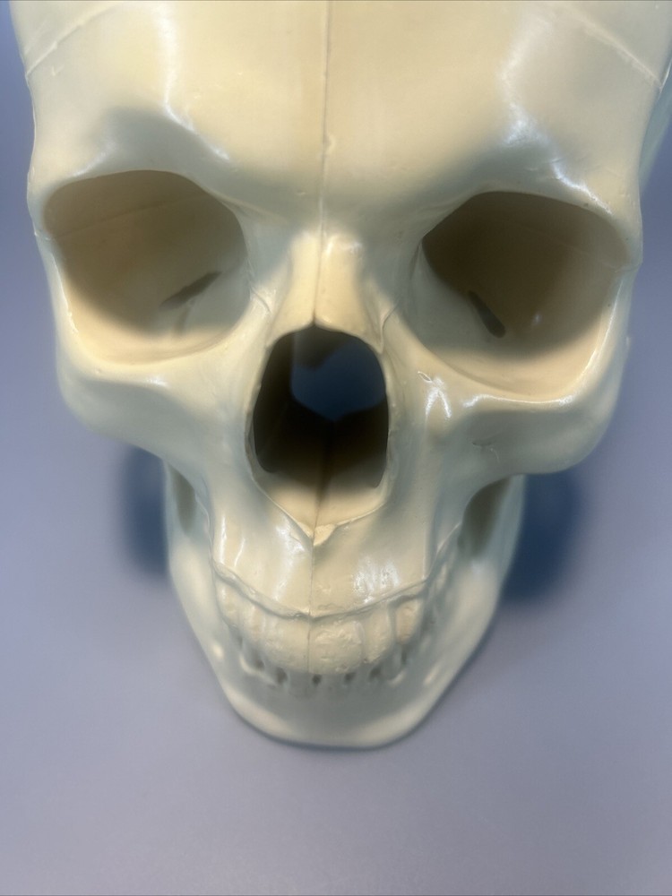 Synbone, Human Skull, Surgical, Training, Education,