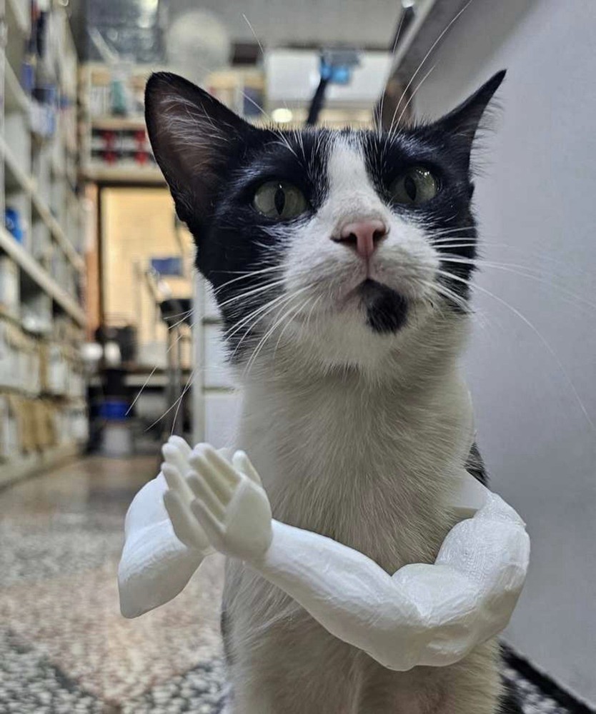 Custom 3D Printed Cat Arms For Your Cat Or Dog
