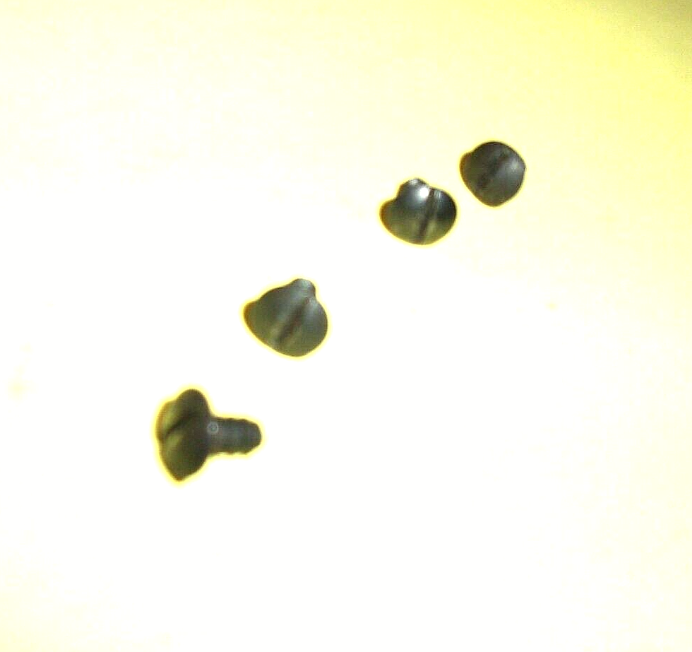 Daisy Powerline 340 - Four (4) Grip Screws