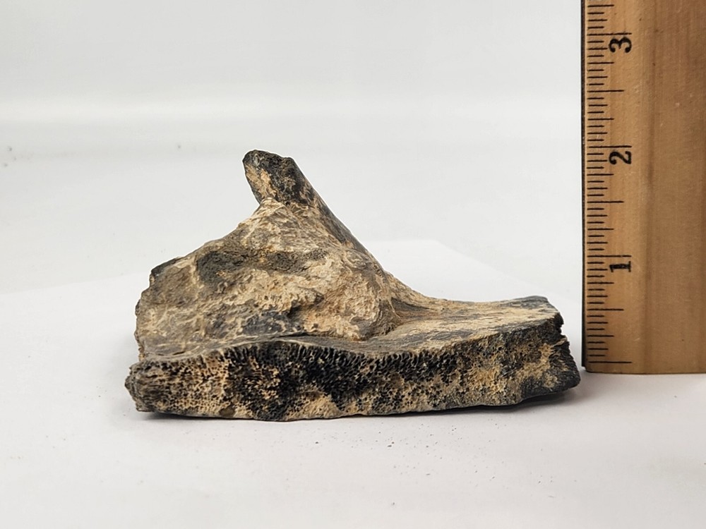 Pathological Turtle Shell Fossil - Florida