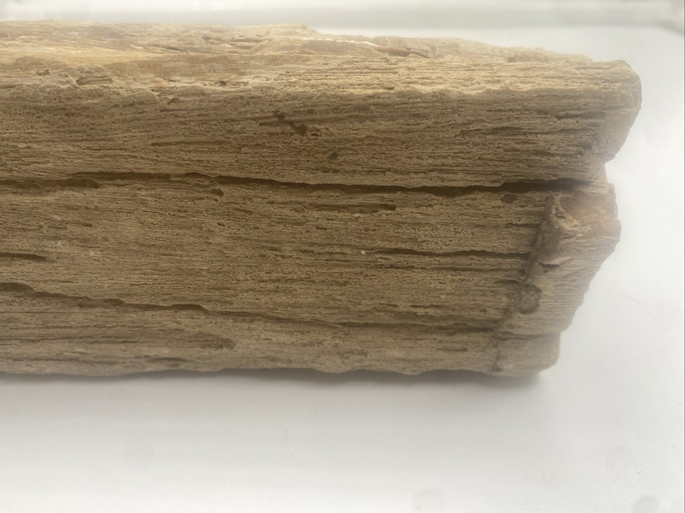 Petrified Wood Natural
