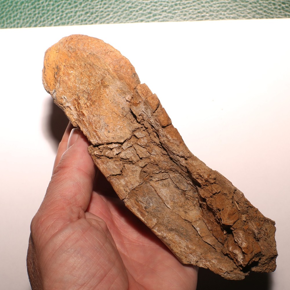 Huge Dinosaur Vert Process - Hell Creek Formation - Late Cretaceous - Nice Sized