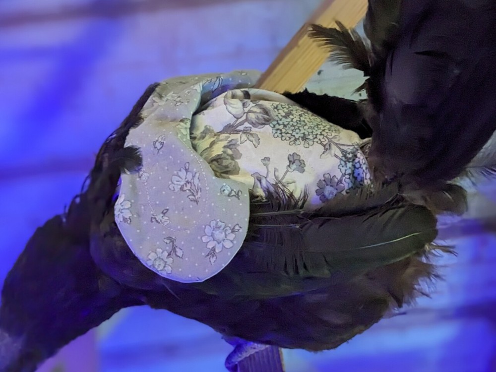 IMPROVED Chicken Saddle/Feather Protector/Wing Protector - Stays On!