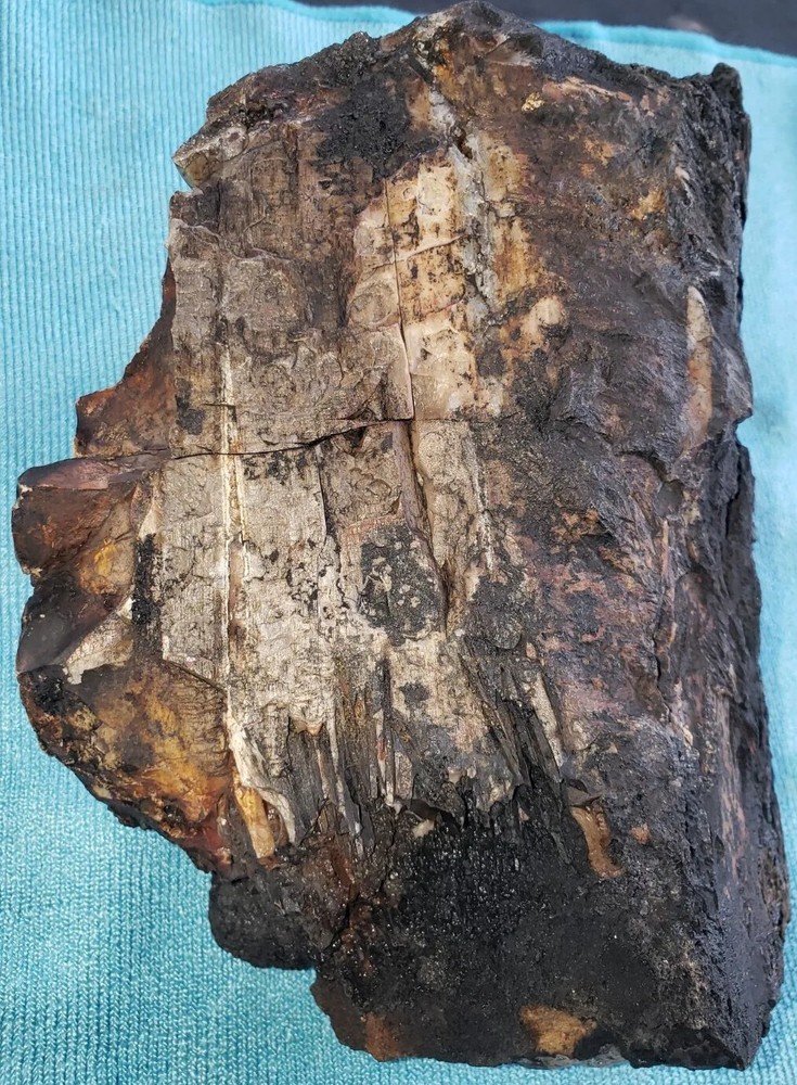 Agatized Opalized Petrified Oregon Fire-scorched Driftwood
