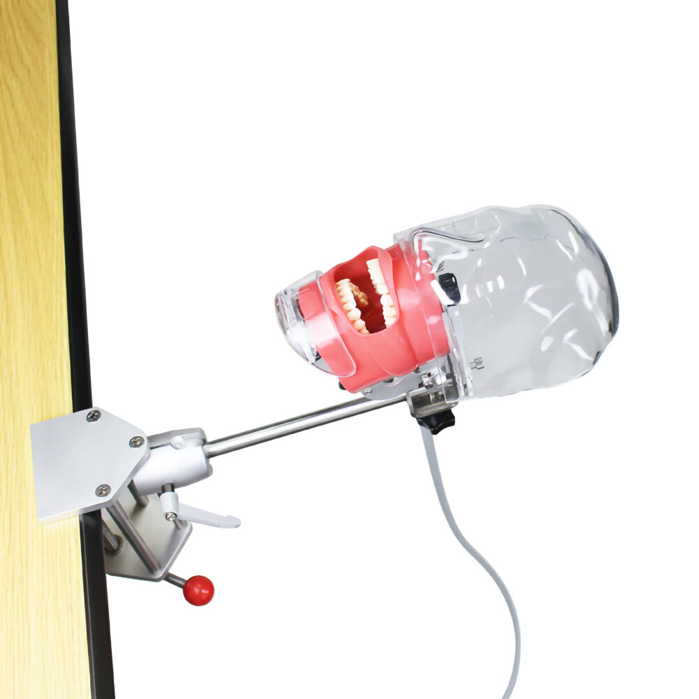 Mannequin Head Teeth Model Desk Fixing Clip Dental Teaching Practicing Head Mold