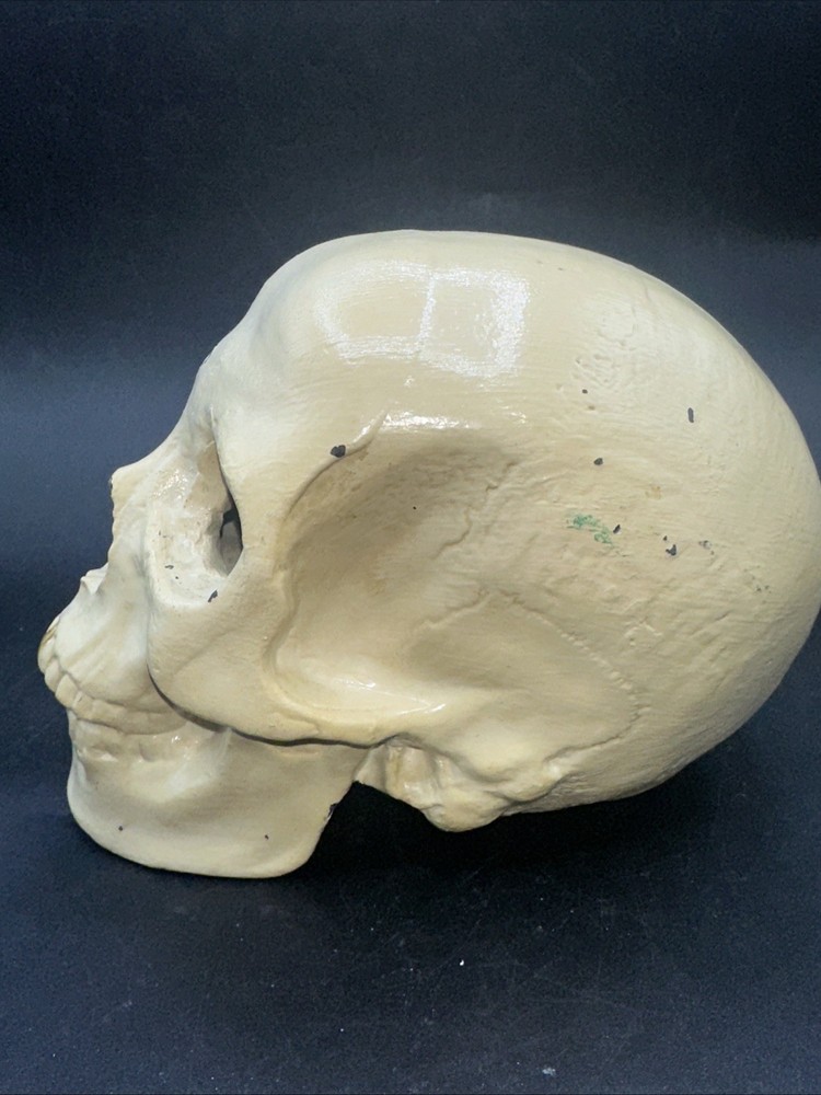 Painted cast Metal Skull