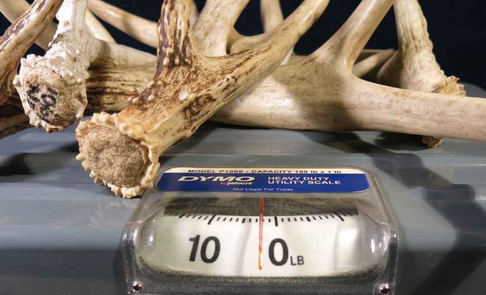 Assorted Deer Antlers