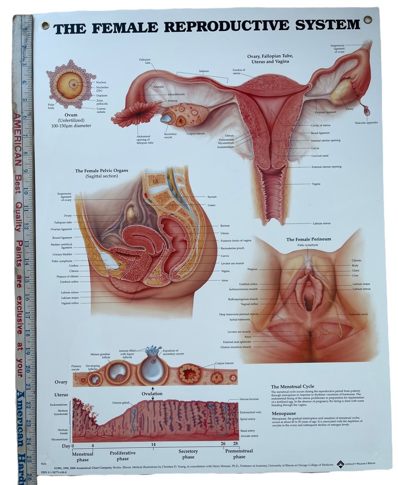 Female Reproductive System Anatomical Chart Styrene Plastic 20x26 Rare