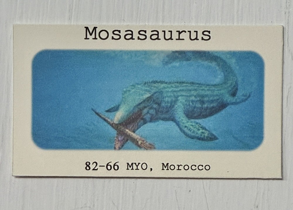 Real Mosasaur Tooth (35cm) - Cretaceous, Guaranteed Authentic, 1 Per Auction