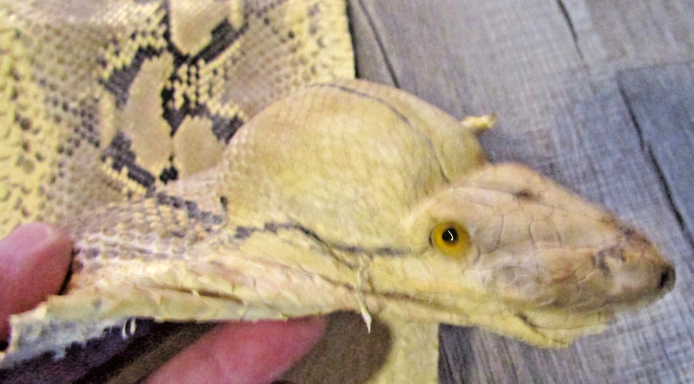 Taxidermy Genuine 15' 4" Long Reticulated Python Hide