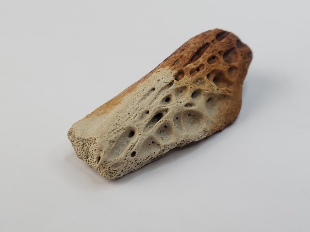 Crocodilian Surangular Jaw Skull Bone Fossil - Judith River Fm. - MT