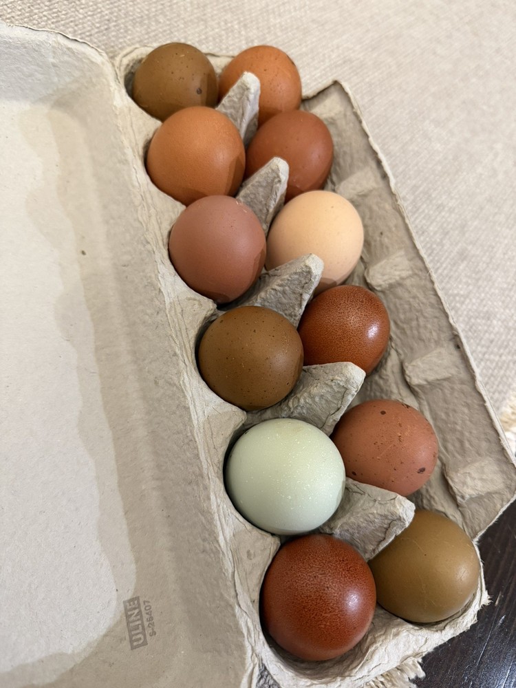 Olive Egger Hatching Eggs NPIP Certified, AI - 12 Hatching Eggs