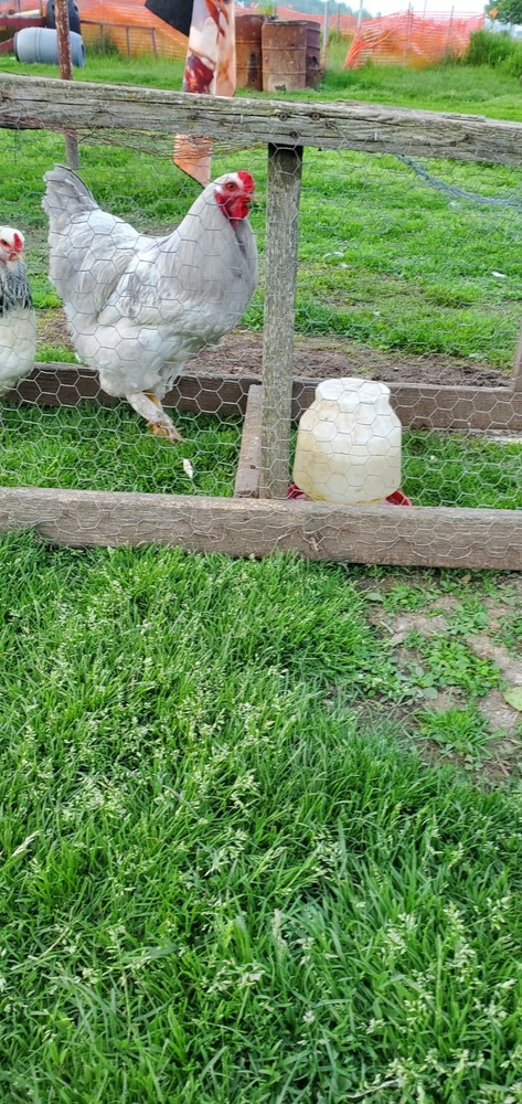 Self Blue Light Columbia Brahma Hatching Eggs 6+