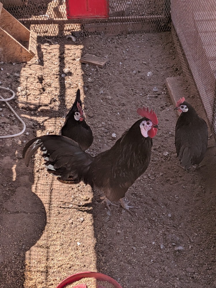 6 white Face Black Spanish Bantam Hatching Eggs. Good Layers!