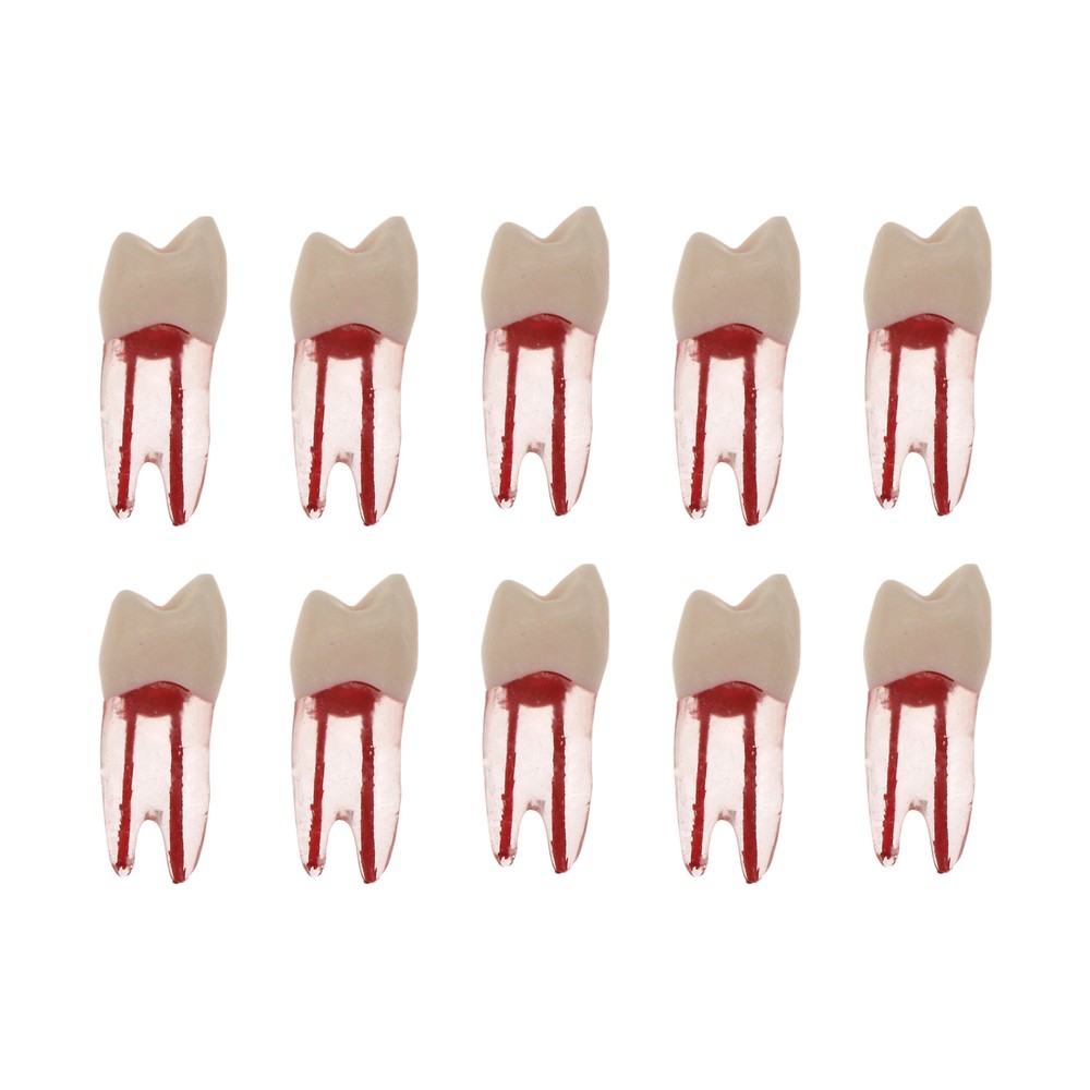 10Pcs Dental Root Canal Practice Model RCT Practice Endo Teeth Model Pulp Study