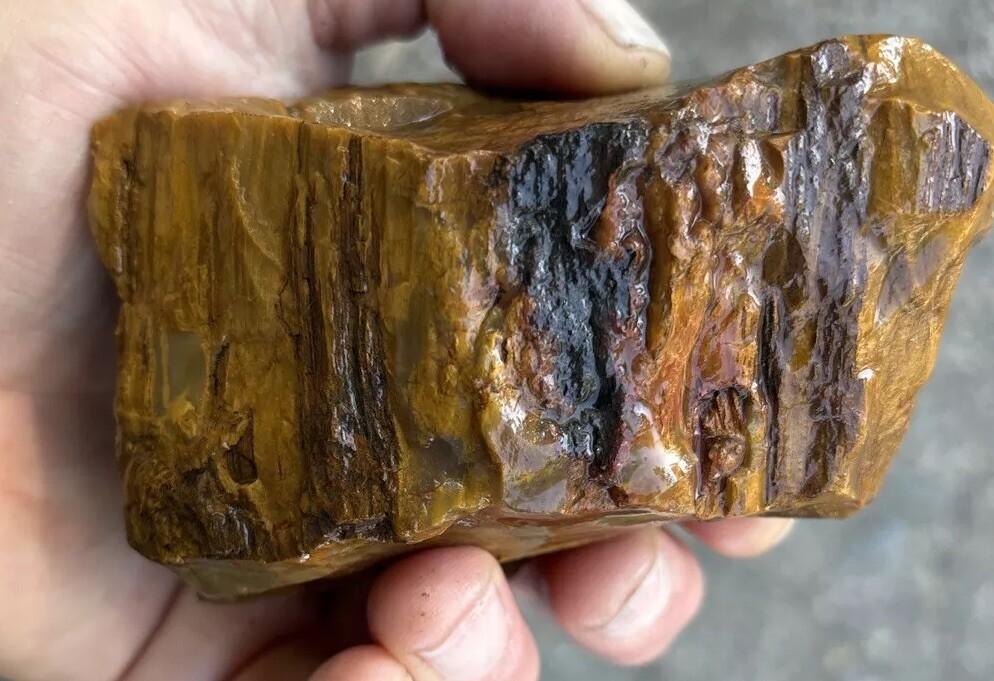 Silver Creek Junction petrified wood