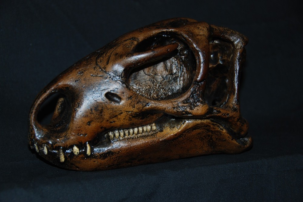 NANOSAUR  DINOSAUR  SKULL REPLICA