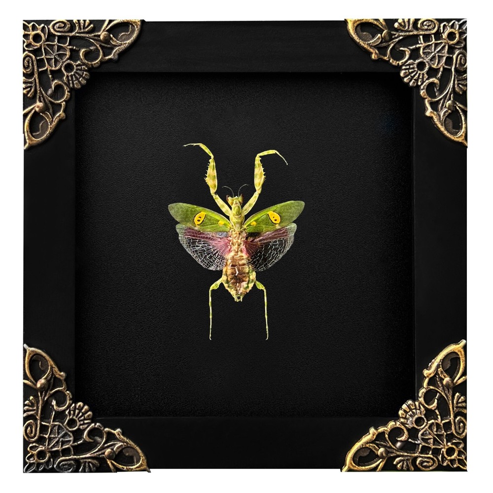 Real Framed Mantis Insect Bug Beetles Gothic Creobroter Oddities Art Gallery