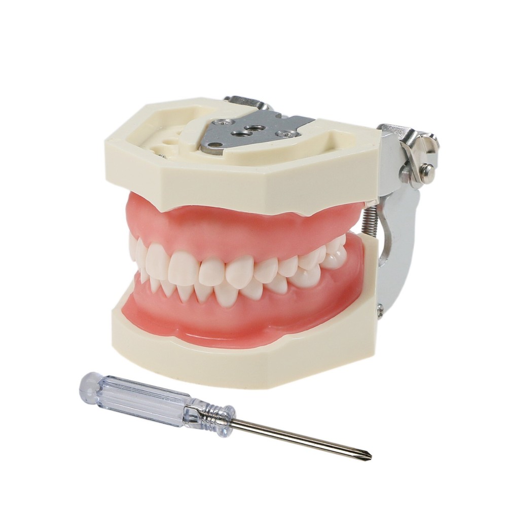 Dental Typodont Teeth Model Kilgore NISSIN 200 Type Removeable Teeth 28 Pcs