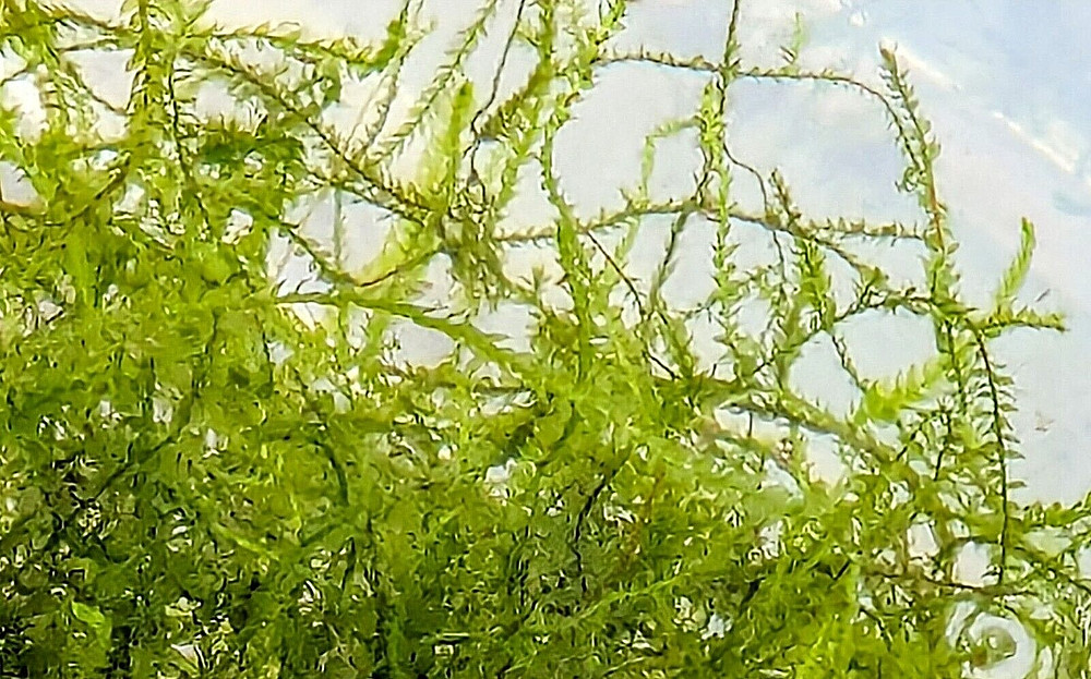 PK Endlers - Java Moss (Vesicularia)