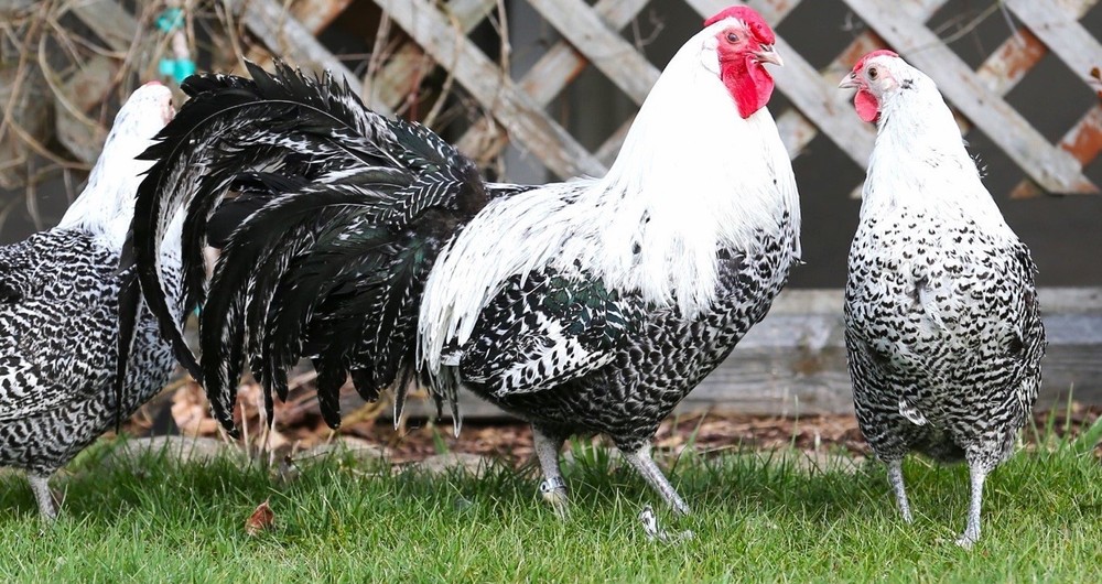 10++ NPIP Silver Deathlayer Hatching Eggs - Read Description - Lemon Possible