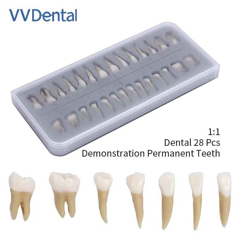 28pcs/kit Dental 1: 1 Permanent Teeth Demonstration Implant Teaching Study Model