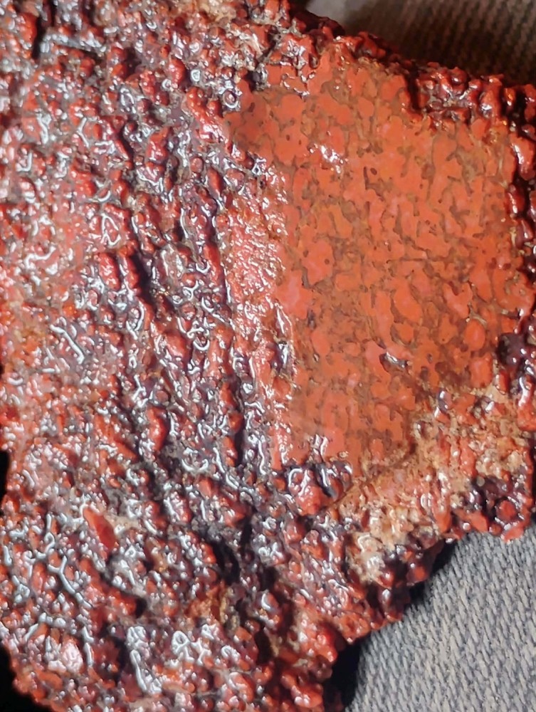 Small Beautiful Agitized Dino Bone