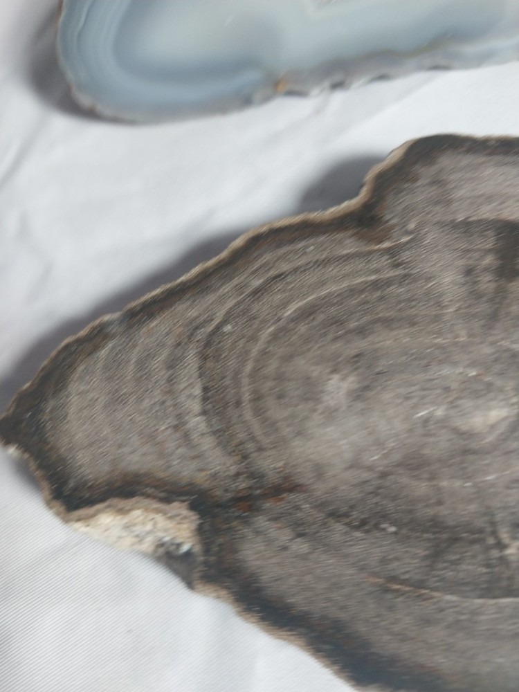 Petrified Wood, Half Geode Polished