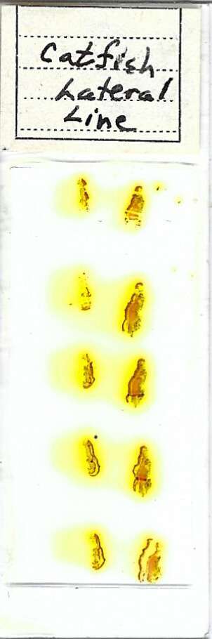 Catfish Lateral Line Microscope Slide