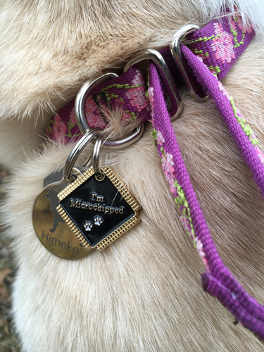 Pet Dog Cat Engraved ID Identification Emergency Tags