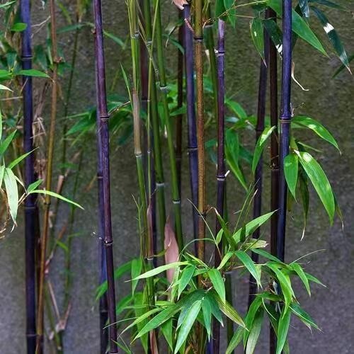 Purple bamboo ( 50 Plus Seeds )
